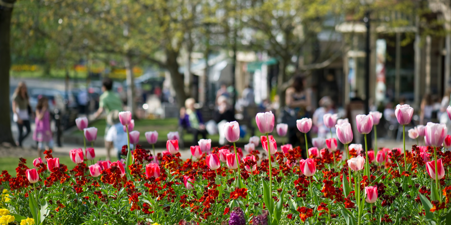 A picturesque field of blooming flowers with individuals strolling in the background.